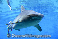Tiger Shark Photo - Gary Bell