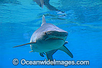 Tiger Shark Galeocerdo cuvier Photo - Gary Bell