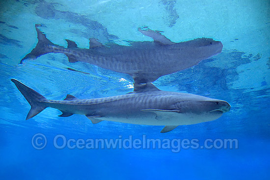 Tiger Shark photo
