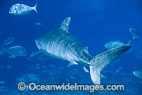 Tiger Shark Galeocerdo cuvier Photo - Gary Bell