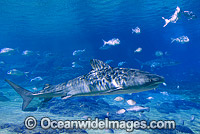 Tiger Shark Photo - Gary Bell