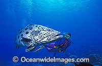 Scuba Diver with Potato Cod Photo - Gary Bell