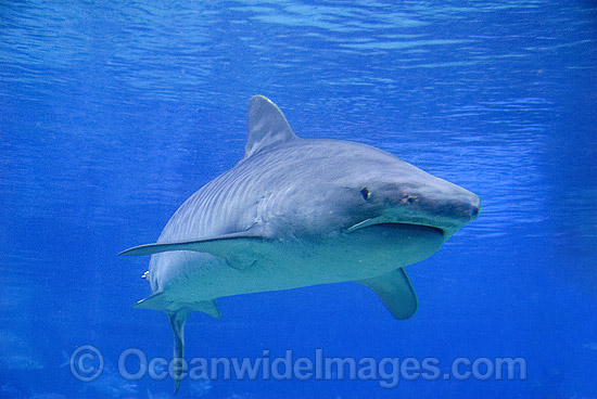 Tiger Shark Galeocerdo cuvier photo