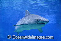 Tiger Shark Galeocerdo cuvier Photo - Gary Bell
