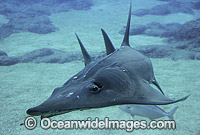 Rhynchobatus djiddensis White-spotted Guitarfish Photo - Gary Bell