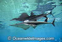 Giant Guitarfish Rhynchobatus djiddensis Photo - Gary Bell