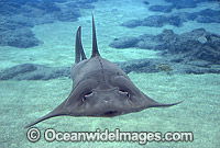 Rhynchobatus djiddensis Shovelnose Ray Photo - Gary Bell