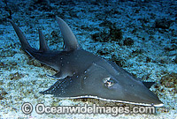 Giant Guitarfish Photo - Gary Bell