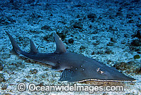 Giant Guitarfish Photo - Gary Bell