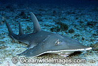 Giant Guitarfish Photo - Gary Bell