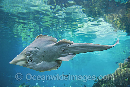 Giant Shovelnose Ray Rhinobatos typus photo Giant Shovelnose Ray Rhinobatos typus photo
