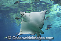 White-spotted Eagle Ray Aetobatus narinari Photo - Gary Bell