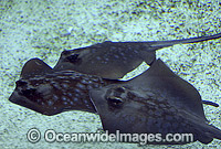 Blue-spotted Maskray Dasyatis kuhlii Photo - Gary Bell