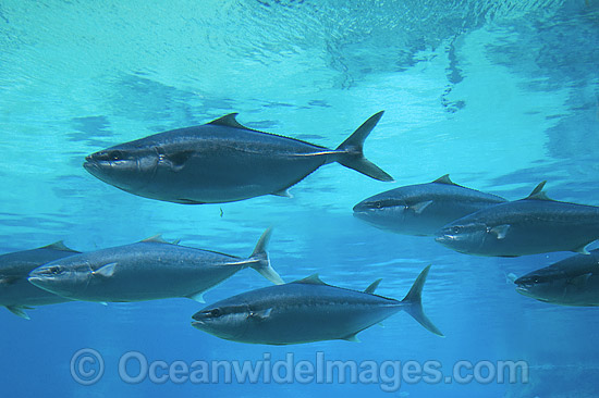 Yellow-tail Kingfish Seriola lalandi photo Yellow-tail Kingfish Seriola lalandi photo