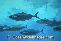 Yellow-tail Kingfish Seriola lalandi Photo - Gary Bell