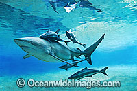 Dusky Shark with Remora Suckerfish Photo - Gary Bell