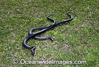 Red-bellied Black Snake Pseudechis porphyriacus Photo - Gary Bell