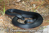 Red-bellied Black Snake venomous snake Photo - Gary Bell