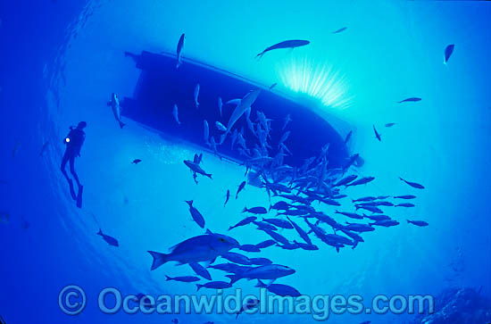 Scuba Diver and Hussar Snapper photo Scuba Diver and Hussar Snapper photo
