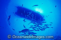 Scuba Diver and Hussar Snapper Photo - Gary Bell