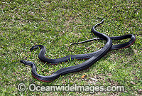Red-bellied Black Snake Photo - Gary Bell