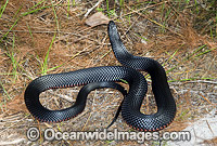 Red-bellied Black Snake Pseudechis porphyriacus Photo - Gary Bell