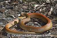 Coastal Taipan Oxyuranus scutellatus Photo - Gary Bell