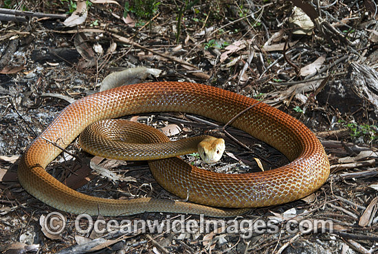 Coastal Taipan photo Coastal Taipan photo