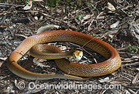 Coastal Taipan Photo - Gary Bell