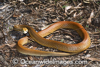 Coastal Taipan Oxyuranus scutellatus Photo - Gary Bell