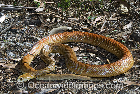 Coastal Taipan photo Coastal Taipan photo