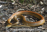 Coastal Taipan Photo - Gary Bell