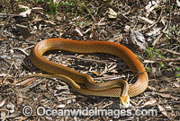 Coastal Taipan Photo - Gary Bell