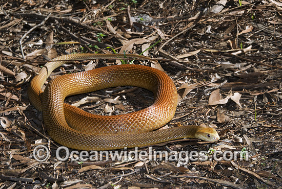 Coastal Taipan Oxyuranus scutellatus photo Coastal Taipan Oxyuranus scutellatus photo