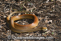 Coastal Taipan Oxyuranus scutellatus Photo - Gary Bell