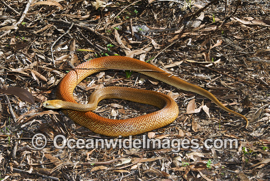 Coastal Taipan photo Coastal Taipan photo