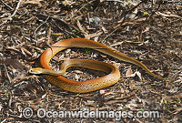 Coastal Taipan Photo - Gary Bell