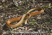 Coastal Taipan Oxyuranus scutellatus Photo - Gary Bell