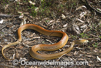 Coastal Taipan Photo - Gary Bell