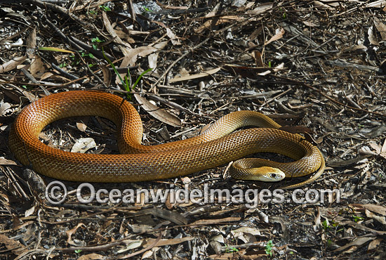 Coastal Taipan Oxyuranus scutellatus photo Coastal Taipan Oxyuranus scutellatus photo