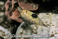 Coastal Taipan hatchling emerging from egg Photo - Gary Bell
