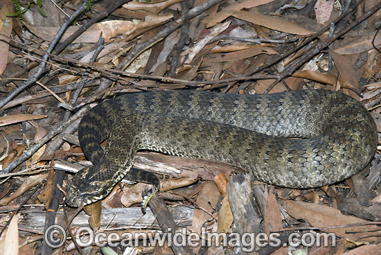 Death Adder Acanthophis antarcticus photo