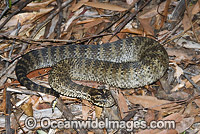 Common Death Photo - Gary Bell
