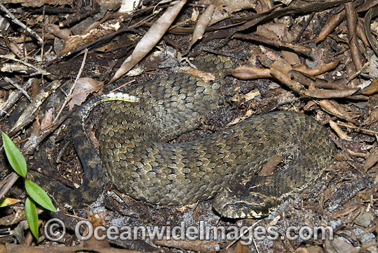 Death Adder buried in leaf litter photo