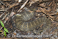 Death Adder buried in leaf litter Photo - Gary Bell