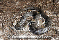 Eastern Brown Snake Photo - Gary Bell