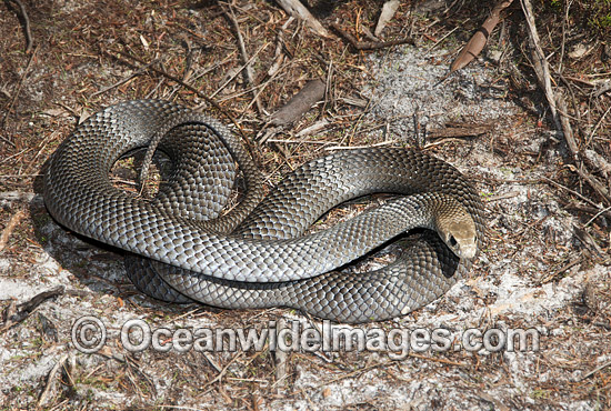 Eastern Brown Snake Pseudonaja textilis photo Eastern Brown Snake Pseudonaja textilis photo