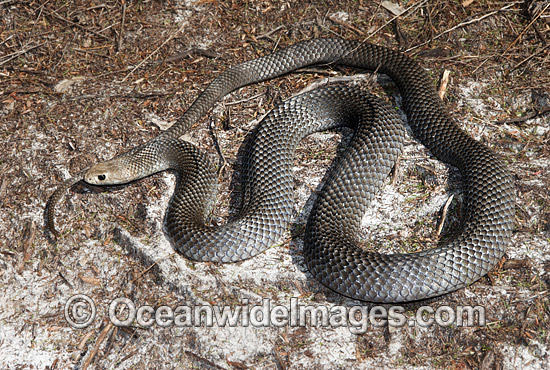 Eastern Brown Snake photo Eastern Brown Snake photo