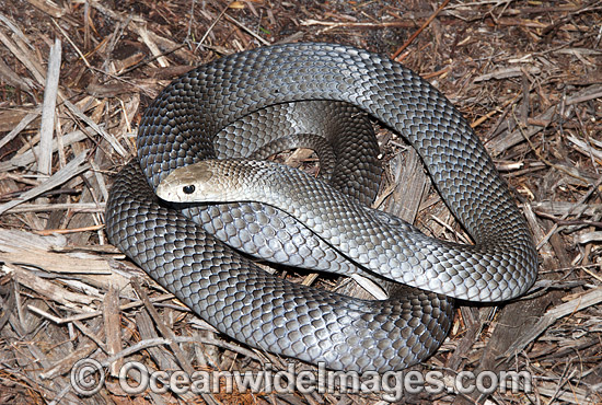 Eastern Brown Snake Pseudonaja textilis photo Eastern Brown Snake Pseudonaja textilis photo
