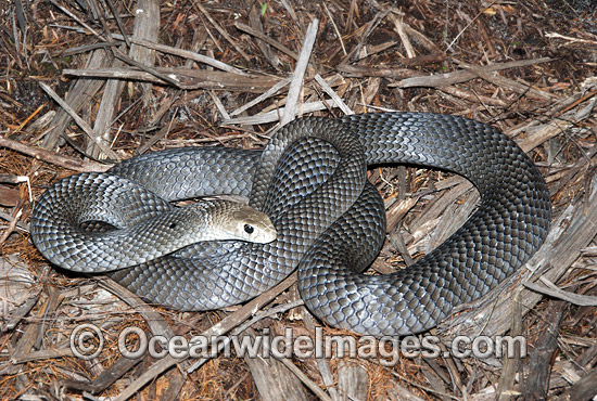 Eastern Brown Snake photo Eastern Brown Snake photo